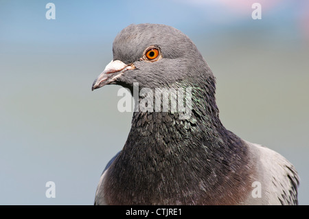 Kopf und Schultern Schuss eine wilde Taube (Columba Livia) im Regents Park, London. April. Stockfoto