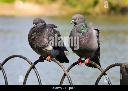 Zwei wilde Tauben (Columba Livia) thront auf einem Geländer im Regents Park, London. April. Stockfoto