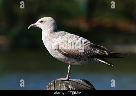 Eine juvenile Silbermöwe (Larus Argentatus) thront auf einem hölzernen Pfosten in den See mit Booten im Regents Park, London. April. Stockfoto