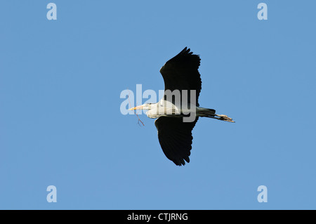 Ein Graureiher (Ardea Cinerea) tragen Nistmaterial, im Flug über Regents Park, London. April. Stockfoto