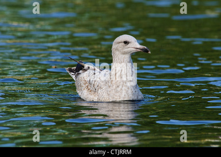 Eine juvenile Silbermöwe (Larus Argentatus) schwimmen auf dem See mit Booten im Regents Park, London. April. Stockfoto