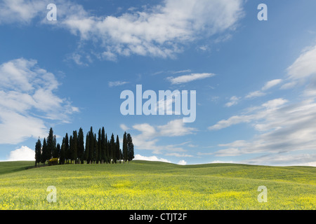 Blauer Himmel über der berühmten Gruppe von Zypressen in der Toskana in der Nähe von Pienza Stockfoto