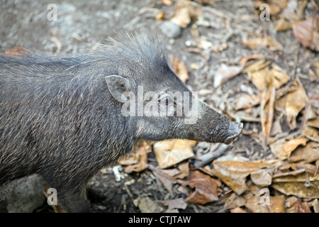 Wildschwein, sus scrofa, in den Philippinen. Stockfoto