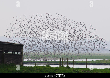 Eine Herde von Uferschnepfen (Limosa Limosa) im Flug über Eric Morecambe verstecken bei RSPB Leighton Moss, Lancashire. April. Stockfoto