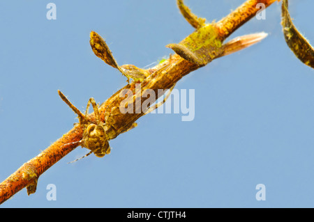 Die Larve von einem blau-tailed Damselfly (Ischnura Elegans) festhalten an Teich Unkraut an RSPB Leighton Moss, Lancashire. April. Stockfoto