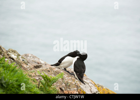 Tordalken, Alca Torda, Skomer, South Wales, Vereinigtes Königreich Stockfoto