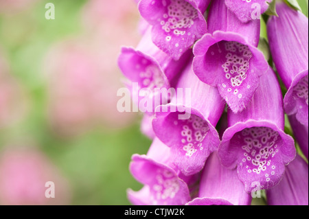 Nahaufnahme von einem Fingerhut, Digitalis purpurea Stockfoto