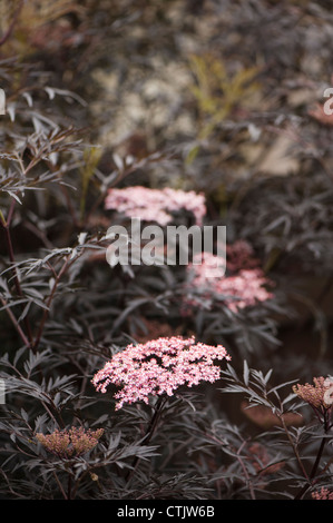 Sambucus Nigra "Black Lace", schwarzer Holunder, in Blüte Stockfoto