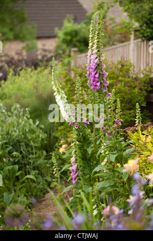 Fingerhut, Digitalis Purpurea, in einen Bauerngarten Stockfoto