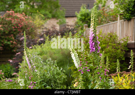 Fingerhut, Digitalis Purpurea, in einen Bauerngarten Stockfoto