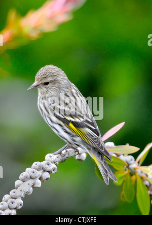 Ein Pine Siskin Vogel - Carduelis pinus, auf einem Ast, vor einem verschwommenen Hintergrund thront. Stockfoto