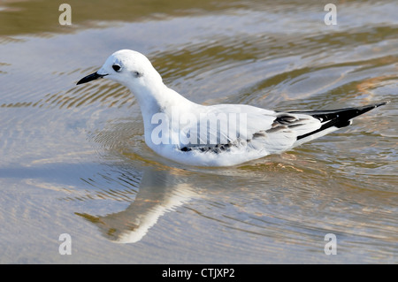 Ein Bonaparte-Möwenvögel - Chroicocephalus philadelphia, schwimmend im Wasser. Stockfoto