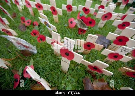 hölzerne Mohn kreuzt mit alten Fotografien in jährlichen Feld des Gedenkens für die Opfer des Krieges am Tag des Waffenstillstands Stockfoto