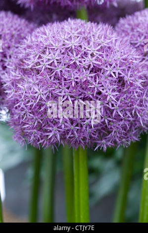 Allium Flowerhead Pinball wizard Stockfoto