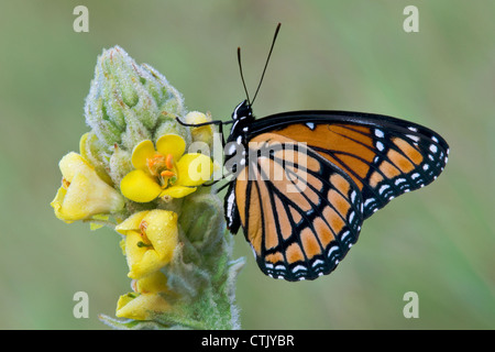 Viceroy Butterfly Limenitis archippus Sammeln von Nektar bestäubende Gemeine Mullein Verbascum thapsus Eastern USA, von Skip Moody/Dembinsky Photo Assoc Stockfoto