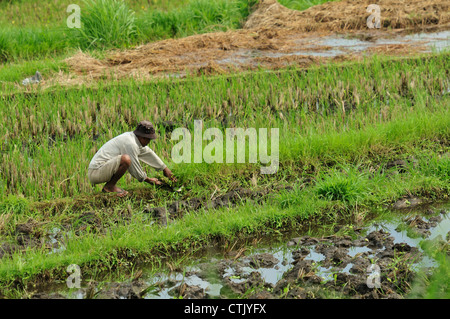 Tirtaganggaa Reis Terrassen, Bali, Indonesien, Asien Stockfoto