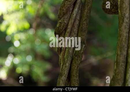 Nahaufnahme von Texturen von Woody, fast geflochten, Reben an Bäumen im Sommer Wald klettern. Stockfoto