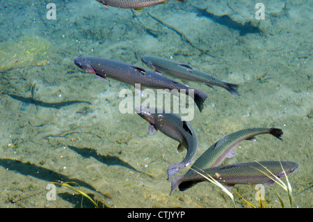 Bunte Regenbogen Forellen schwimmen im klaren Wasser gesunden Lebensraum Stockfoto