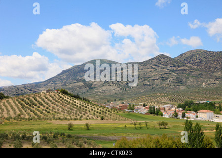 Spanien, Andalusien, Provinz Jaen, Olive Plantage, Stockfoto