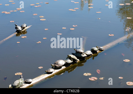 Schildkröten oder Schildkröten Cluster auf einem Baumstamm im Teich Stockfoto