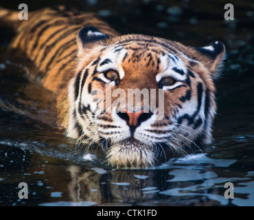 Weibliche Amur-Tiger schwimmen Stockfoto