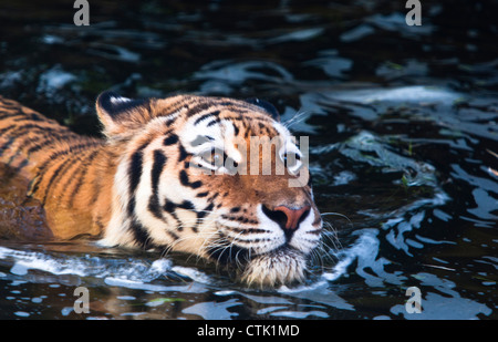 Weibliche Amur-Tiger schwimmen Stockfoto