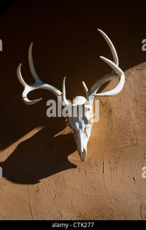 verwitterte Hirsch-Schädel Stockfoto