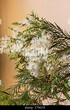 Teebaum (Melaleuca Alternifolia) auf pfirsichfarbene Hintergrund Stockfoto