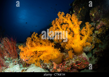 Orangen Weichkorallen und Meer Peitsche. Australien Stockfoto