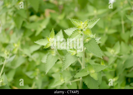 Frische Katzenminze Pflanze wächst in einem Garten. Selektiven Fokus lenkt die Aufmerksamkeit auf einen bestimmten Zweig der Pflanze. Stockfoto