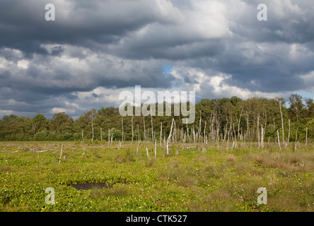 Renaturierte Moor, Deutschland, Europa Stockfoto