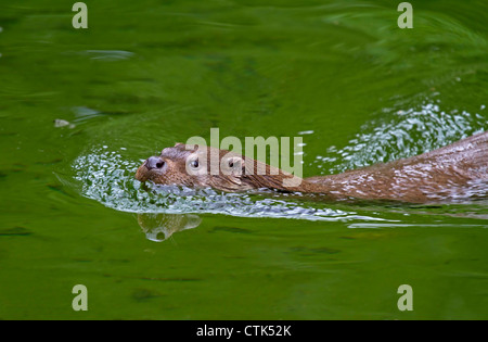 Europäische Otter / Lutra Lutra Stockfoto