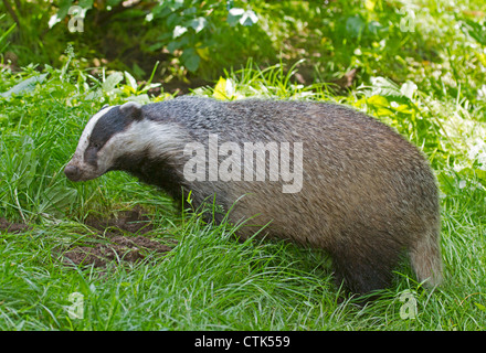 Europäischer Dachs (Meles Meles) Stockfoto