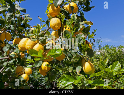 Zitronenbaum, Italien Stockfoto