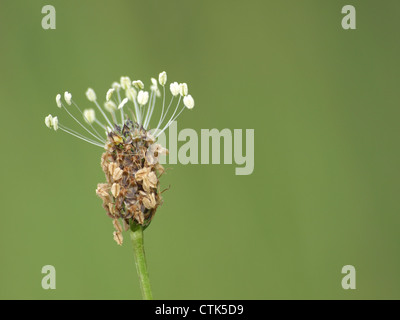 Spitzwegerich Spitzwegerich / Plantago Lanceolata / Spitzwegerich Stockfoto