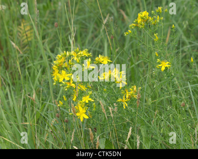 Crantz, gezähnten St. John´s Johanniskraut / Hypericum Maculatum / Geflecktes Johanniskraut Stockfoto