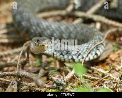 Ringelnatter / Natrix Natrix / Ringelnatter Stockfoto