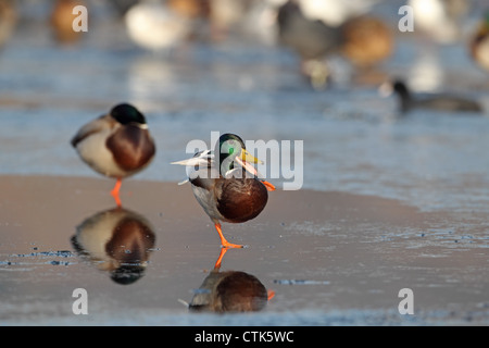 Stockente (Anas Platyrhynchus) Stockfoto