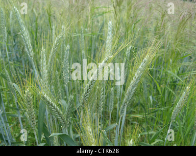 Roggenfeld / Secale Cereale / Roggenfeld Stockfoto