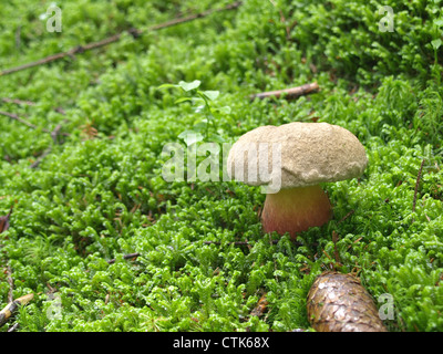 bittere Buche Bolete, Scarlet stammten Bolete / Boletus Calopus / Schönfuß-Röhrling Stockfoto