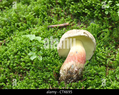 bittere Buche Bolete, Scarlet stammten Bolete / Boletus Calopus / Schönfuß-Röhrling Stockfoto