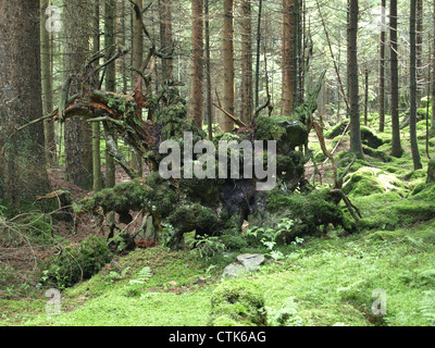 Holz-Landschaft mit Moos und umstürzenden Baum / Wald Landschaft Mit Wurzelstock von Entwurzeltem Baum Und Moos Stockfoto