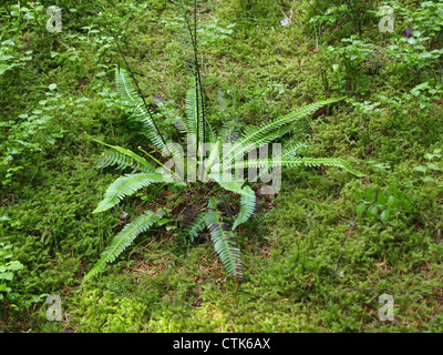 Hirsch-Farn / Blechnum spicant / Rippenfarn Stockfoto