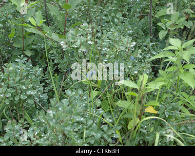 Moor-Heidelbeere, nördlichen Heidelbeere / Vaccinium Uliginosum / Rauschbeeren Stockfoto