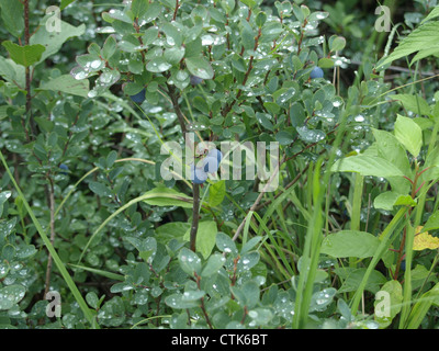 Moor-Heidelbeere, nördlichen Heidelbeere / Vaccinium Uliginosum / Rauschbeeren Stockfoto