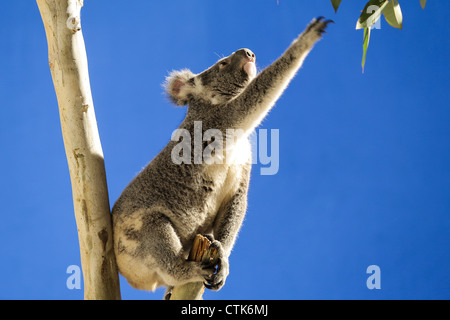 Koala, Griff nach einem Blätter Stockfoto