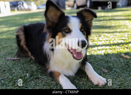 Boarder Collie Hund liegt auf dem Rasen Stockfoto