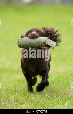 Cocker Spaniel eine Trainingspuppe abrufen Stockfoto