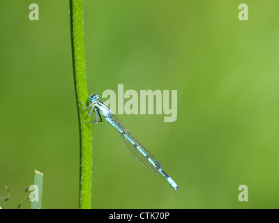 Azure Damselfly / Coenagrion Puella / Hufeisen-Azurjungfer Stockfoto