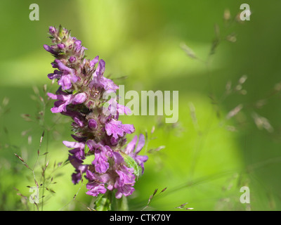 lila Betony / Niederwendischen Officinalis / Heilziest Stockfoto